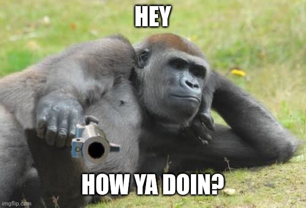 Gorilla with a gun | HEY HOW YA DOIN? | image tagged in gorilla with a gun | made w/ Imgflip meme maker