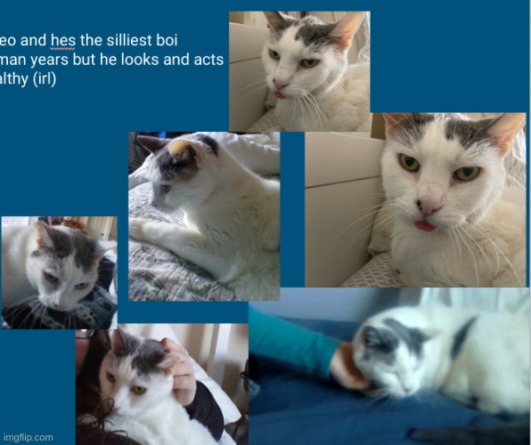 cat | made w/ Imgflip meme maker