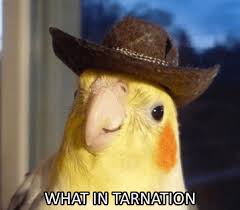 High Quality What in tarnation Blank Meme Template