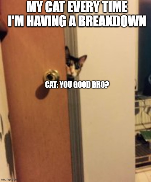 My cat: | MY CAT EVERY TIME I'M HAVING A BREAKDOWN; CAT: YOU GOOD BRO? | image tagged in funny cat memes,funny memes,funny,memes | made w/ Imgflip meme maker
