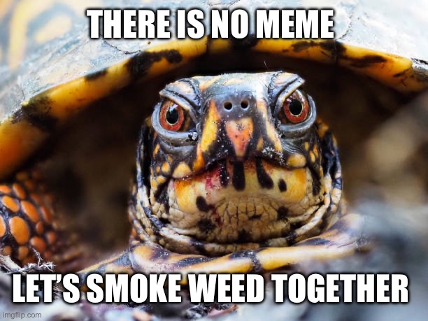 There is no meme let’s smoke weed together | THERE IS NO MEME; LET’S SMOKE WEED TOGETHER | image tagged in there is no meme,animals,funny animals,cute animals,weed,smoking weed | made w/ Imgflip meme maker