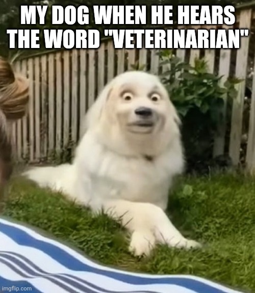 MY DOG WHEN HE HEARS THE WORD "VETERINARIAN" | made w/ Imgflip meme maker