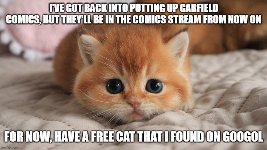 Announcement about Garfield Comics | I'VE GOT BACK INTO PUTTING UP GARFIELD COMICS, BUT THEY'LL BE IN THE COMICS STREAM FROM NOW ON; FOR NOW, HAVE A FREE CAT THAT I FOUND ON GOOGOL | image tagged in cats,garfield | made w/ Imgflip meme maker