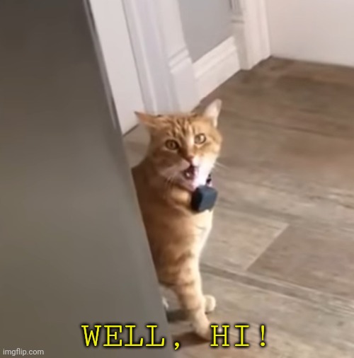 Well Hi Cat | WELL, HI! | image tagged in well hi cat | made w/ Imgflip meme maker