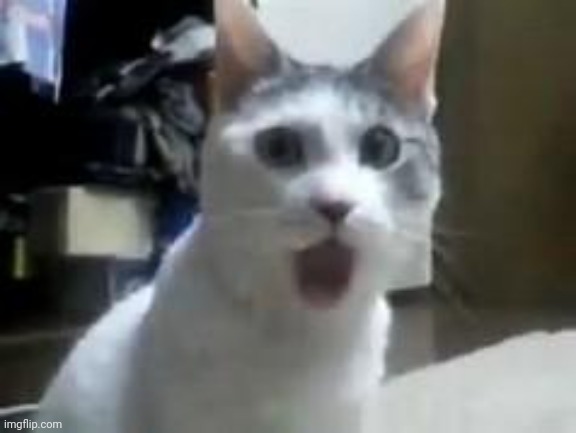 surprised cat | image tagged in surprised cat | made w/ Imgflip meme maker