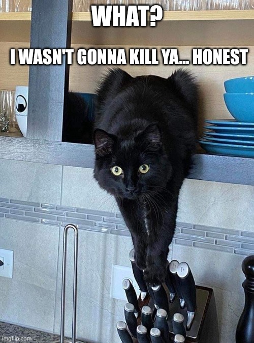SNEAKY KITTY | WHAT? I WASN'T GONNA KILL YA... HONEST | image tagged in cats,funny cats | made w/ Imgflip meme maker