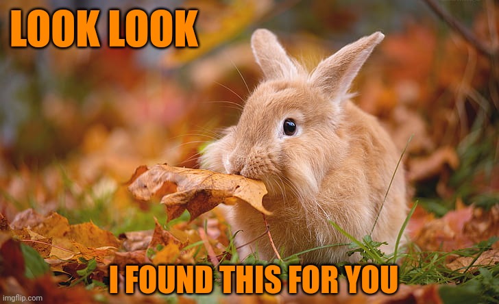 THANKS BUNNY | LOOK LOOK; I FOUND THIS FOR YOU | image tagged in bunny,rabbit,autumn leaves | made w/ Imgflip meme maker