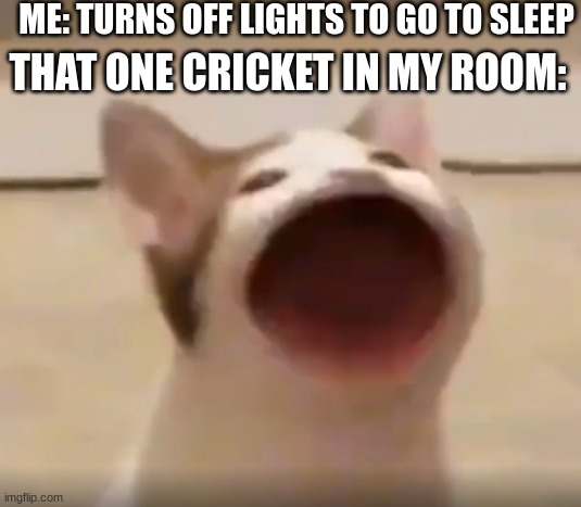 wide mouth cat | ME: TURNS OFF LIGHTS TO GO TO SLEEP; THAT ONE CRICKET IN MY ROOM: | image tagged in wide mouth cat,real life,cat,goofy | made w/ Imgflip meme maker