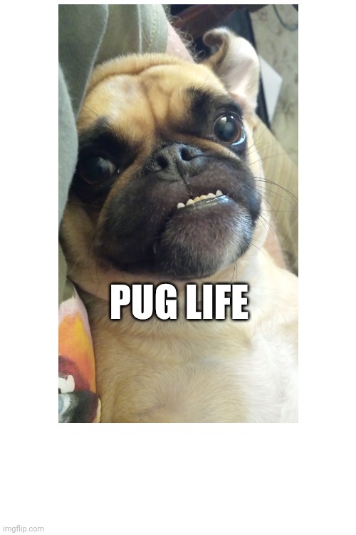 Pug Life | PUG LIFE | image tagged in memes | made w/ Imgflip meme maker