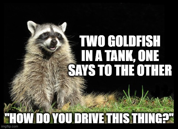How indeed? | TWO GOLDFISH IN A TANK, ONE SAYS TO THE OTHER; "HOW DO YOU DRIVE THIS THING?" | image tagged in puns,raccoon meme,lame joke,goldfish,raccoon | made w/ Imgflip meme maker