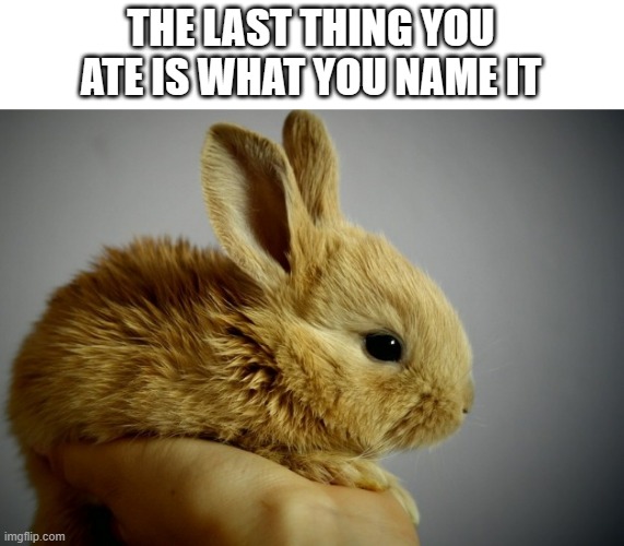 Adorable bunny | THE LAST THING YOU ATE IS WHAT YOU NAME IT | image tagged in animals,bunny,cute | made w/ Imgflip meme maker