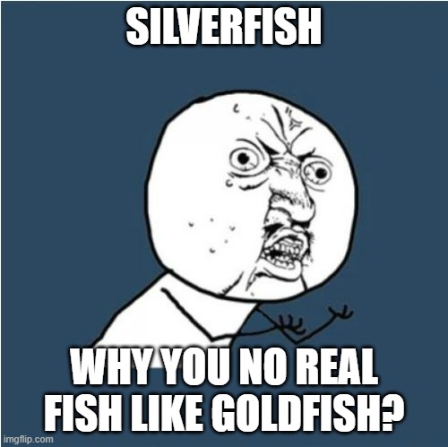 Y U No | SILVERFISH; WHY YOU NO REAL FISH LIKE GOLDFISH? | image tagged in y u no | made w/ Imgflip meme maker