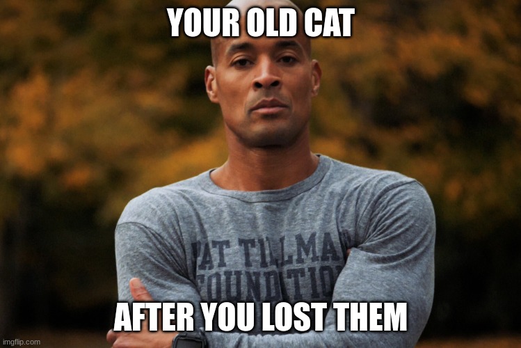 * Dies from cringe * | YOUR OLD CAT; AFTER YOU LOST THEM | image tagged in david goggins | made w/ Imgflip meme maker