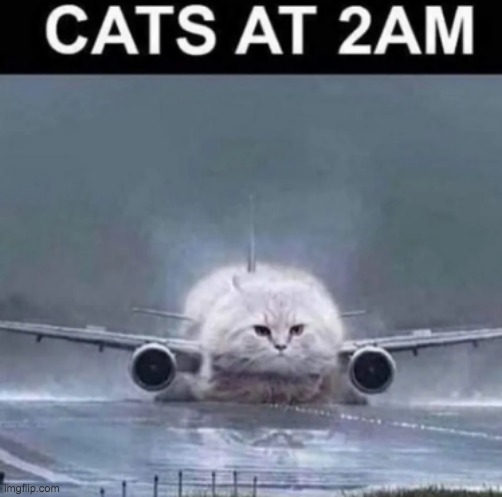 yup | image tagged in funny cat memes | made w/ Imgflip meme maker