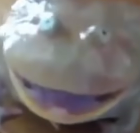 Happy frog Blank Meme Template