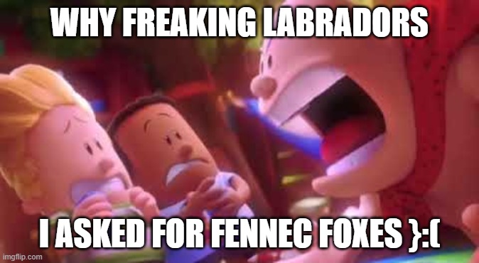 I ASKED FOR FRAKING FENNECS }:( | WHY FREAKING LABRADORS; I ASKED FOR FENNEC FOXES }:( | image tagged in captain underpants scream | made w/ Imgflip meme maker