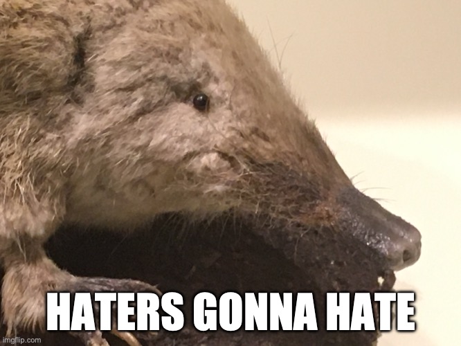 gotta hate them haters | HATERS GONNA HATE | image tagged in lol,meme,dank meme,fun,funny,animal | made w/ Imgflip meme maker