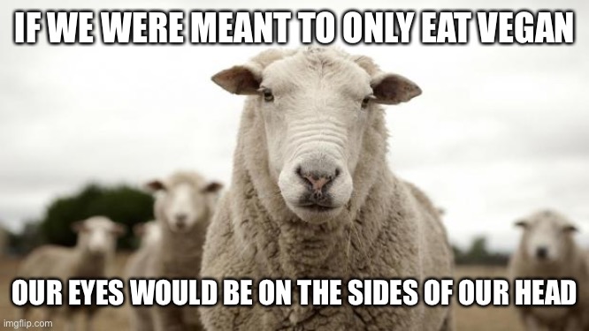 Sheep | IF WE WERE MEANT TO ONLY EAT VEGAN OUR EYES WOULD BE ON THE SIDES OF OUR HEAD | image tagged in sheep | made w/ Imgflip meme maker