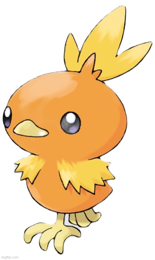 Torchic | image tagged in torchic | made w/ Imgflip meme maker