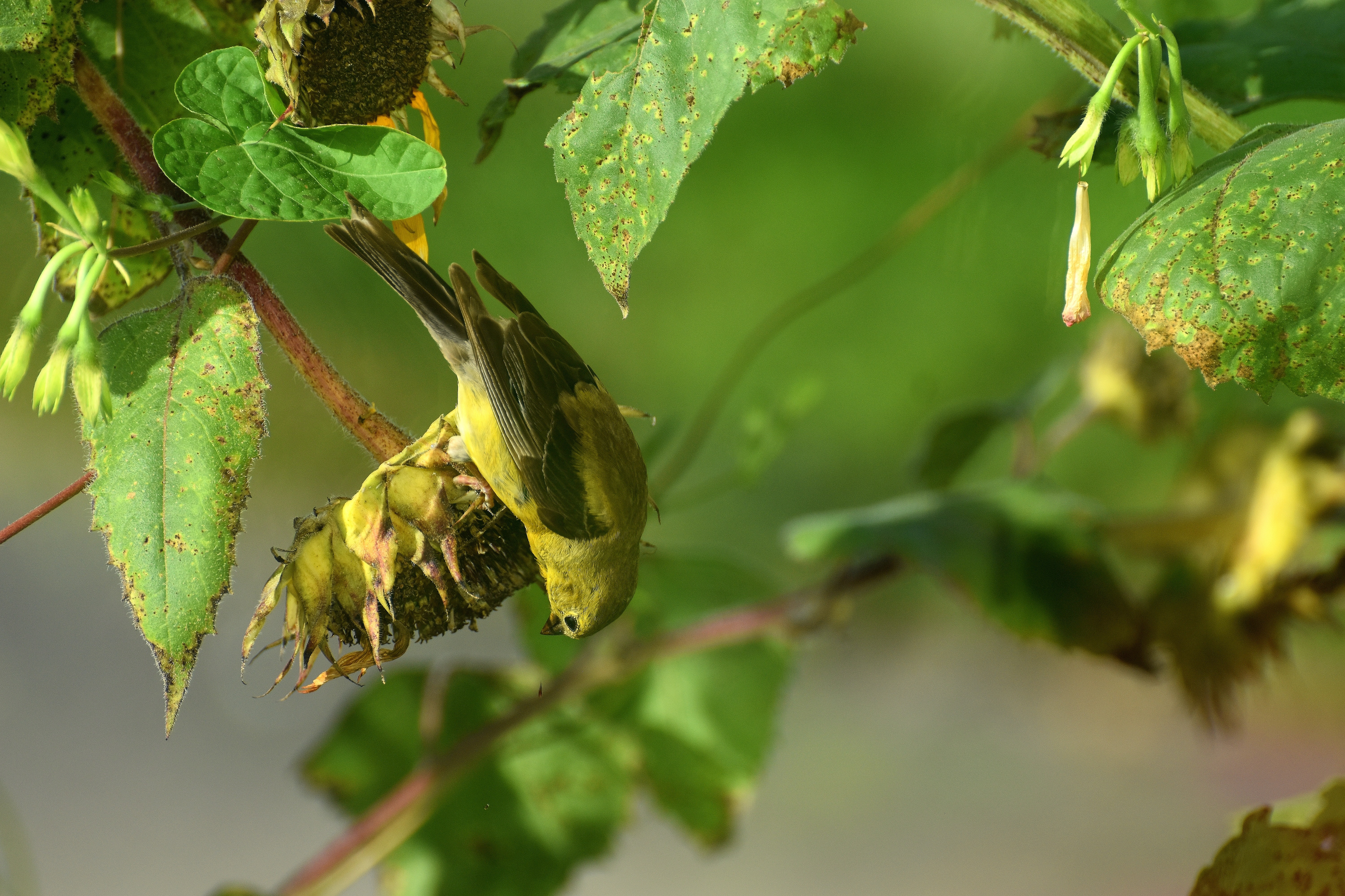 Goldfinch perfectly camouflaged | made w/ Imgflip meme maker