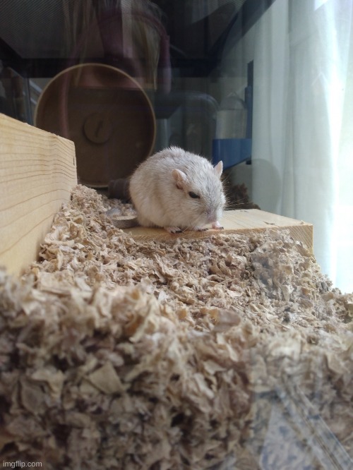 rip vanilla jr | image tagged in junie's the gerb possibly the last photo | made w/ Imgflip meme maker