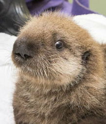 Shocked otter Blank Meme Template