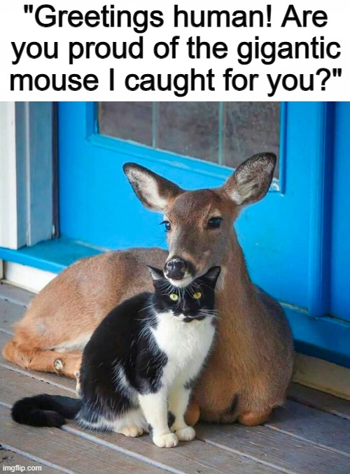 They looks like friends more than predator and prey, if you ask me :] | "Greetings human! Are you proud of the gigantic mouse I caught for you?" | image tagged in rockin robin | made w/ Imgflip meme maker