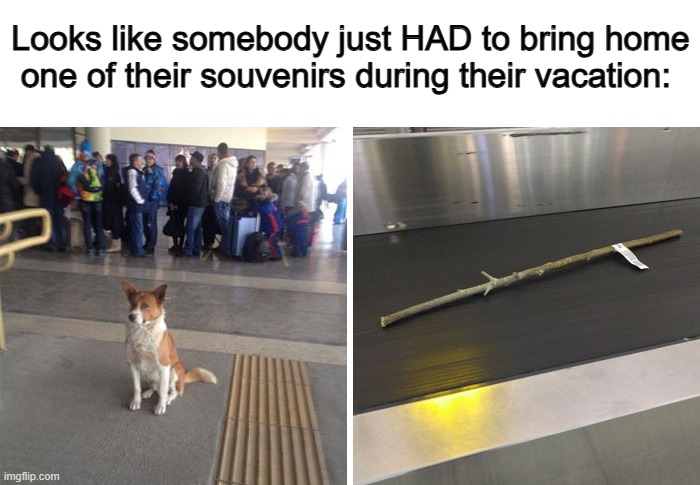 ... | Looks like somebody just HAD to bring home one of their souvenirs during their vacation: | made w/ Imgflip meme maker