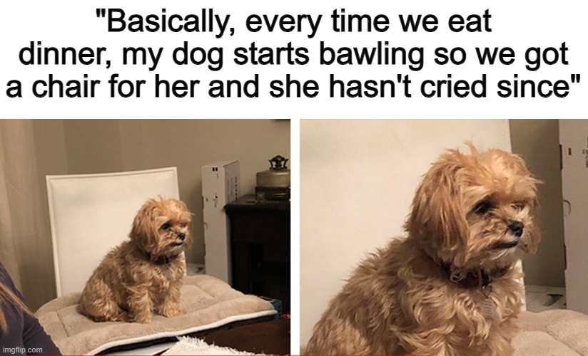 Spoiled 100 | "Basically, every time we eat dinner, my dog starts bawling so we got a chair for her and she hasn't cried since" | made w/ Imgflip meme maker