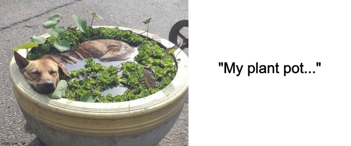 Do animals just like sleeping on plants nowadays? .-. | "My plant pot..." | image tagged in blank white template | made w/ Imgflip meme maker