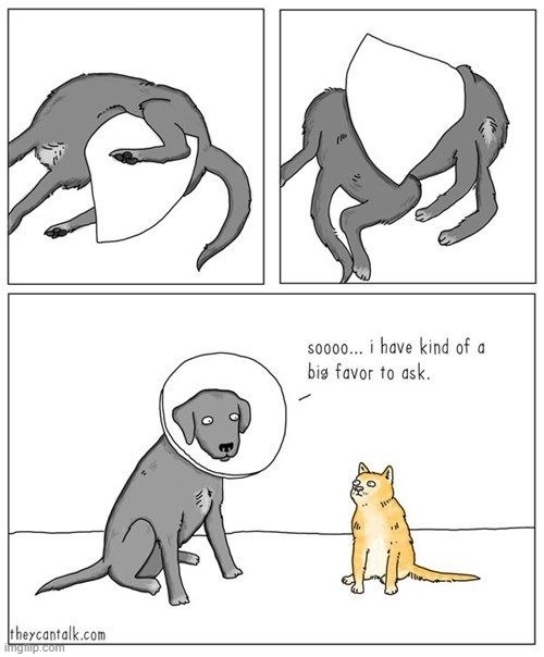A cat wouldn't be so helpful in the first place lol | made w/ Imgflip meme maker