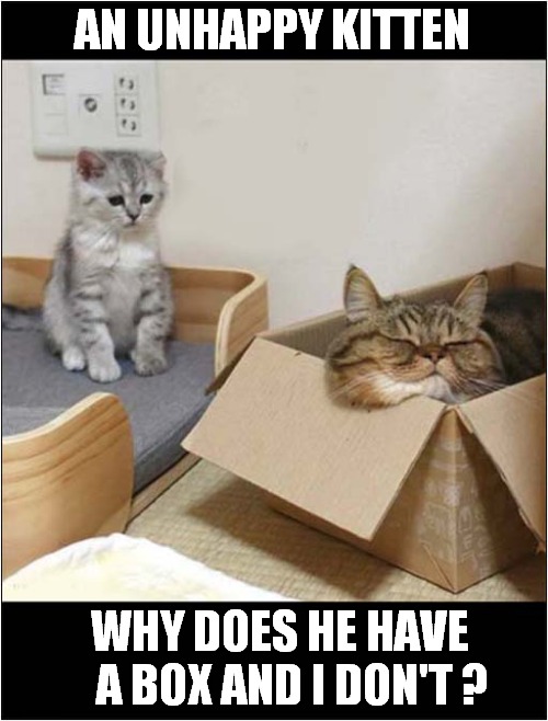 Life Can Be Unfair ! | AN UNHAPPY KITTEN; WHY DOES HE HAVE    A BOX AND I DON'T ? | image tagged in cats,kitten,unhappy,boxes | made w/ Imgflip meme maker