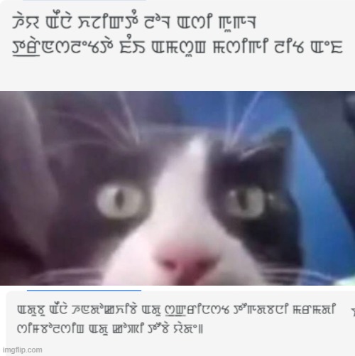 its a real language use google translate | image tagged in cat shocked | made w/ Imgflip meme maker