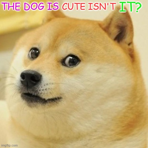 Doge | THE DOG IS; CUTE ISN'T; IT? | image tagged in memes,doge | made w/ Imgflip meme maker