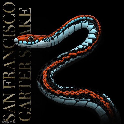 San Francisco Garter Snake. Comment what snake you want next :) | made w/ Imgflip meme maker