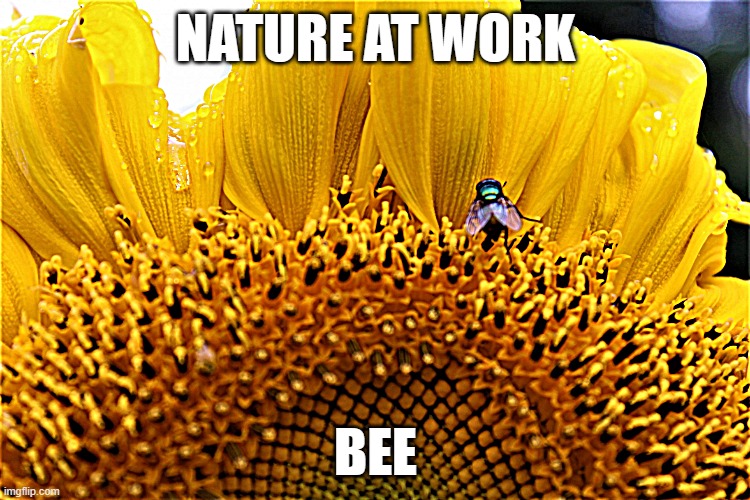 Friends | NATURE AT WORK; BEE | image tagged in friends | made w/ Imgflip meme maker