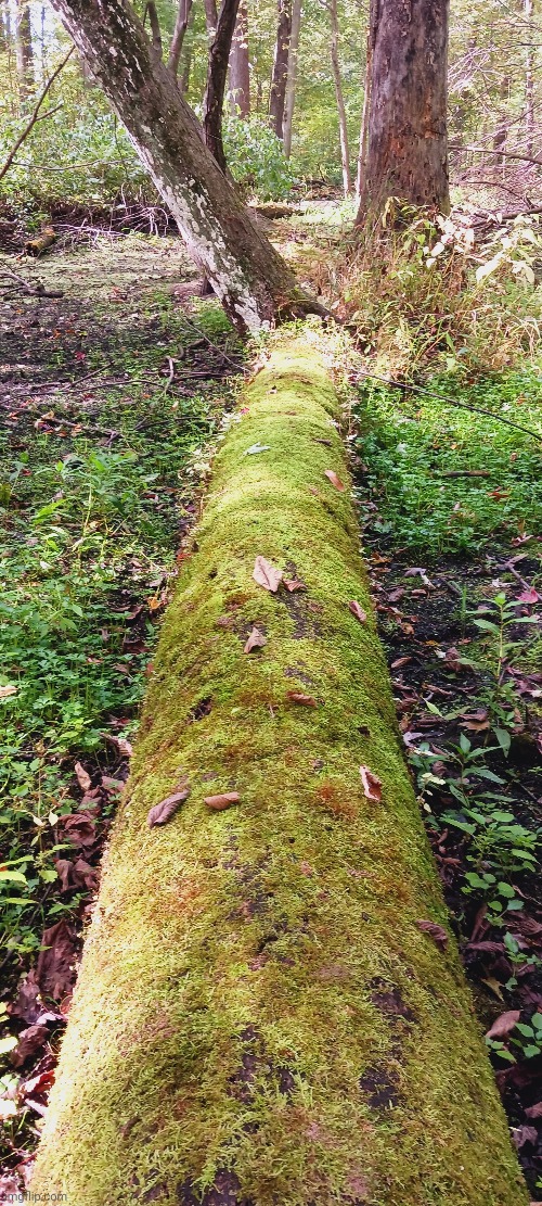 MOSS LOG IN THE SWAMP | image tagged in swamp,trees,forest | made w/ Imgflip meme maker