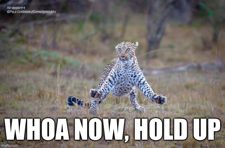 Whoa Now Hold Up | WHOA NOW, HOLD UP | image tagged in cheetah,leopard,whoa,hold up,stop | made w/ Imgflip meme maker
