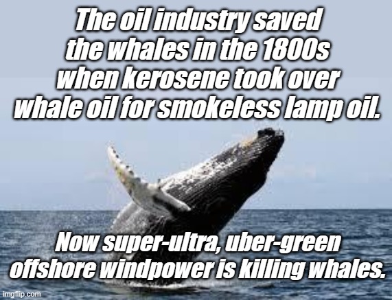 Beware the destructive power of emotion based environmentalism. Follow Real Science. | The oil industry saved the whales in the 1800s when kerosene took over whale oil for smokeless lamp oil. Now super-ultra, uber-green offshore windpower is killing whales. | image tagged in whale | made w/ Imgflip meme maker
