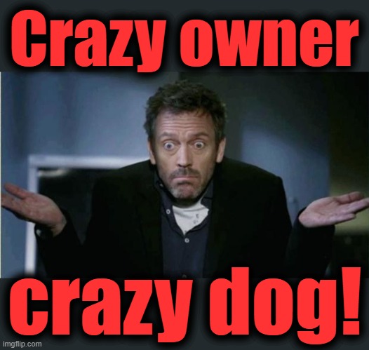 SHRUG | Crazy owner crazy dog! | image tagged in shrug | made w/ Imgflip meme maker