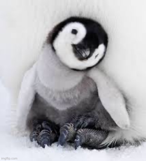 Aww | image tagged in baby penguin | made w/ Imgflip meme maker