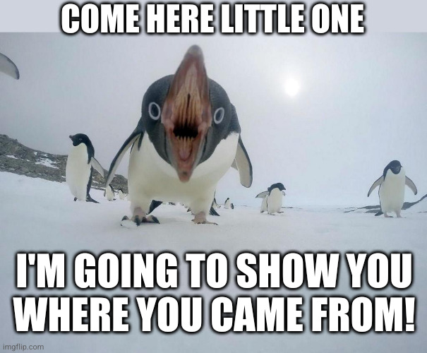 Angry Penguin | COME HERE LITTLE ONE I'M GOING TO SHOW YOU
WHERE YOU CAME FROM! | image tagged in angry penguin | made w/ Imgflip meme maker