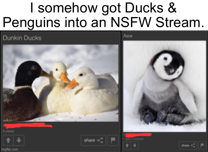hmmmmmmmmmmmmmmmmmm… | I somehow got Ducks & Penguins into an NSFW Stream. | image tagged in imgflip | made w/ Imgflip meme maker