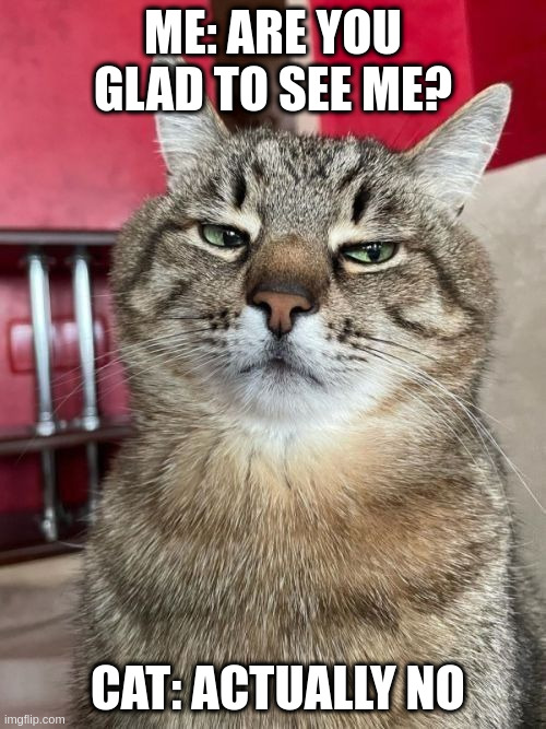 Are you glad to see me? | ME: ARE YOU GLAD TO SEE ME? CAT: ACTUALLY NO | image tagged in stepan cat,no | made w/ Imgflip meme maker