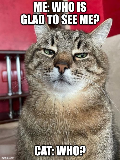 Who is glad to see me? | ME: WHO IS GLAD TO SEE ME? CAT: WHO? | image tagged in stepan cat | made w/ Imgflip meme maker