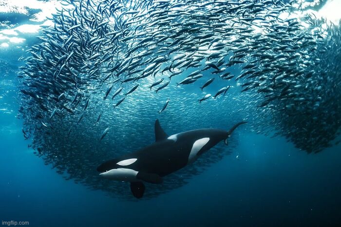 “Crowd Control” | image tagged in ocean,beautiful,fish,killer whale,photography | made w/ Imgflip meme maker