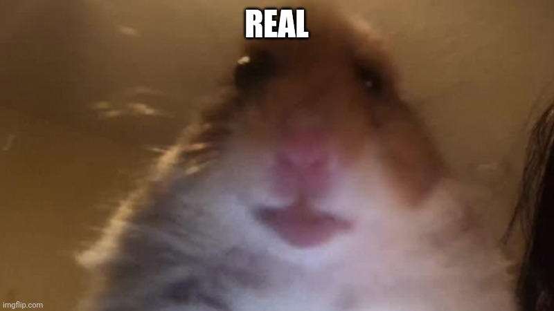Staring Hamster | REAL | image tagged in staring hamster | made w/ Imgflip meme maker