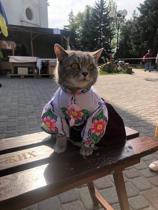 A cat in an embroidered shirt Blank Meme Template