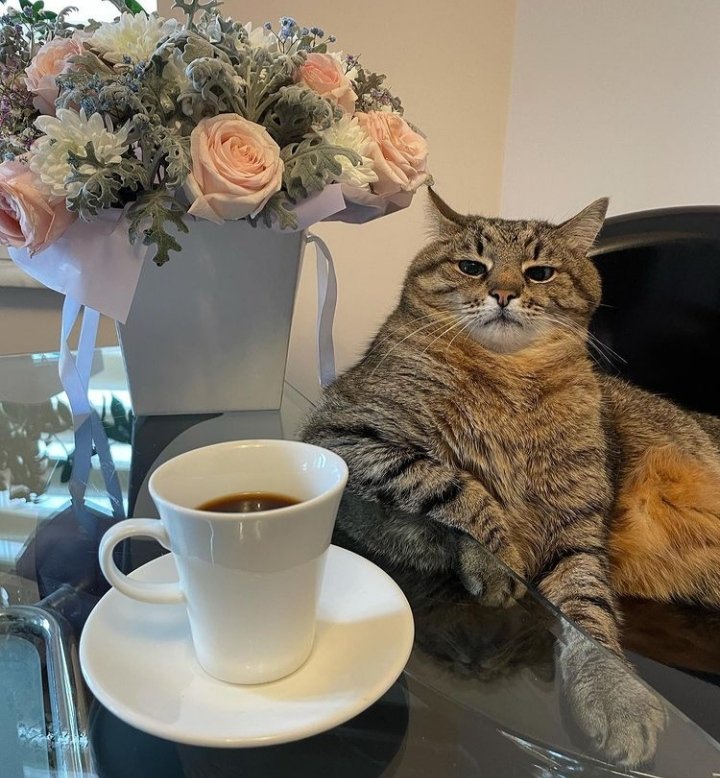 Stepan cat Blank Meme Template