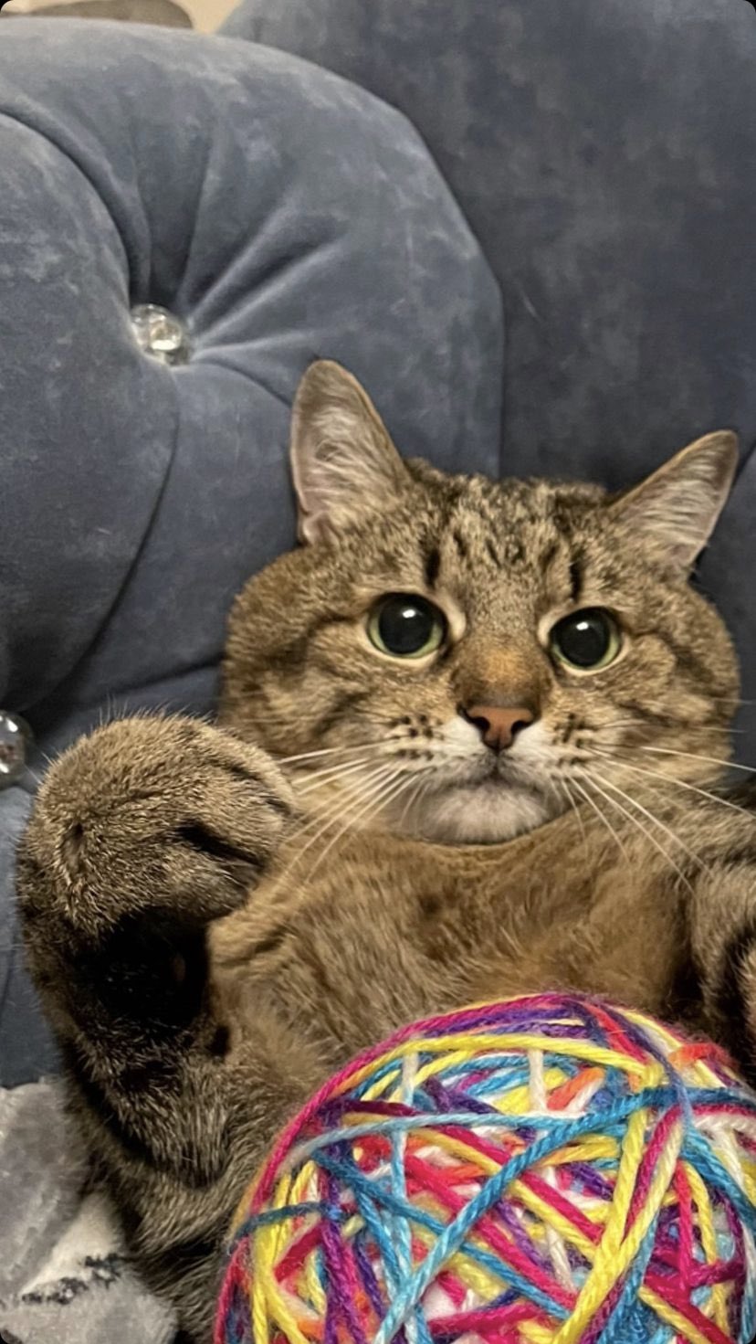 Stepan cat Blank Meme Template